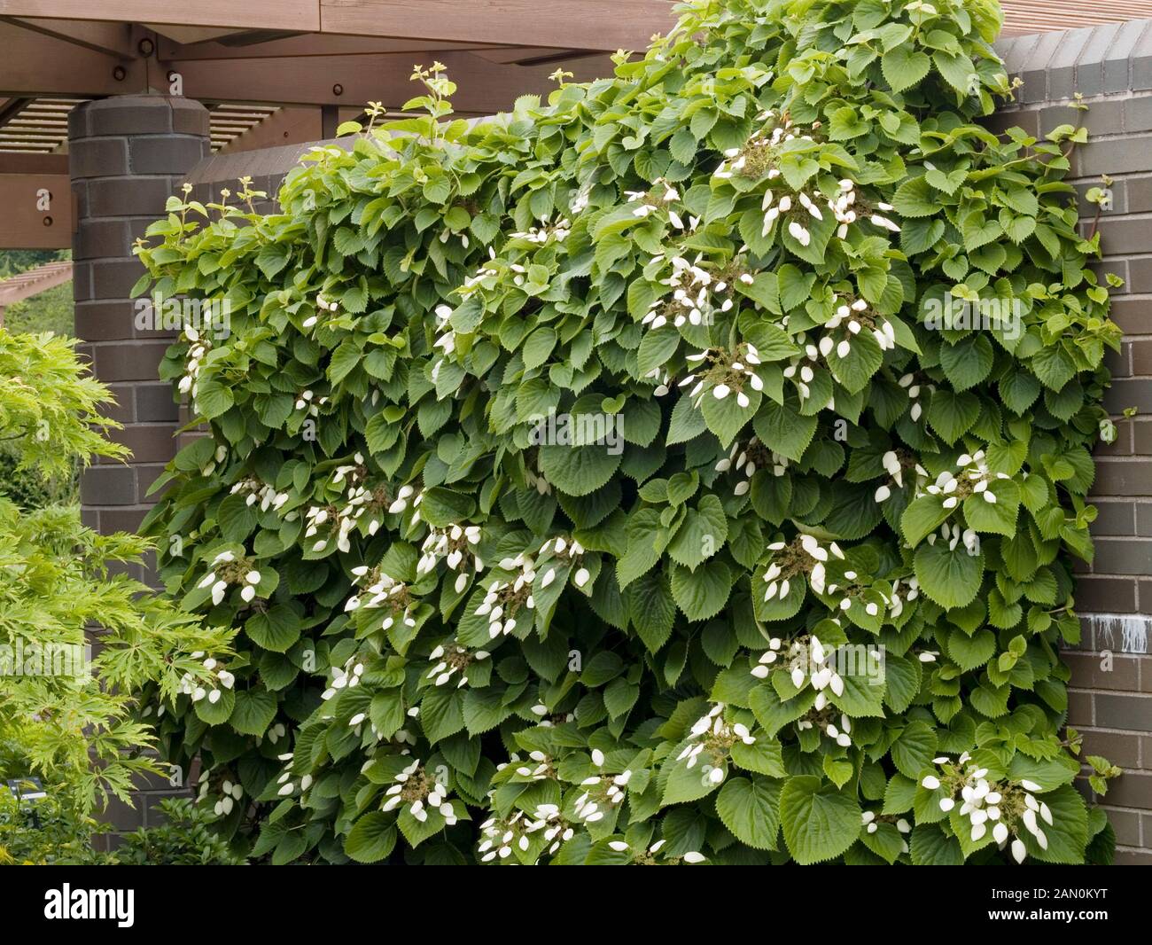SCHIZOPHRAGMA HYDRANGEOIDES (JAPANESE HYDRANGEA VINE Stock Photo Alamy