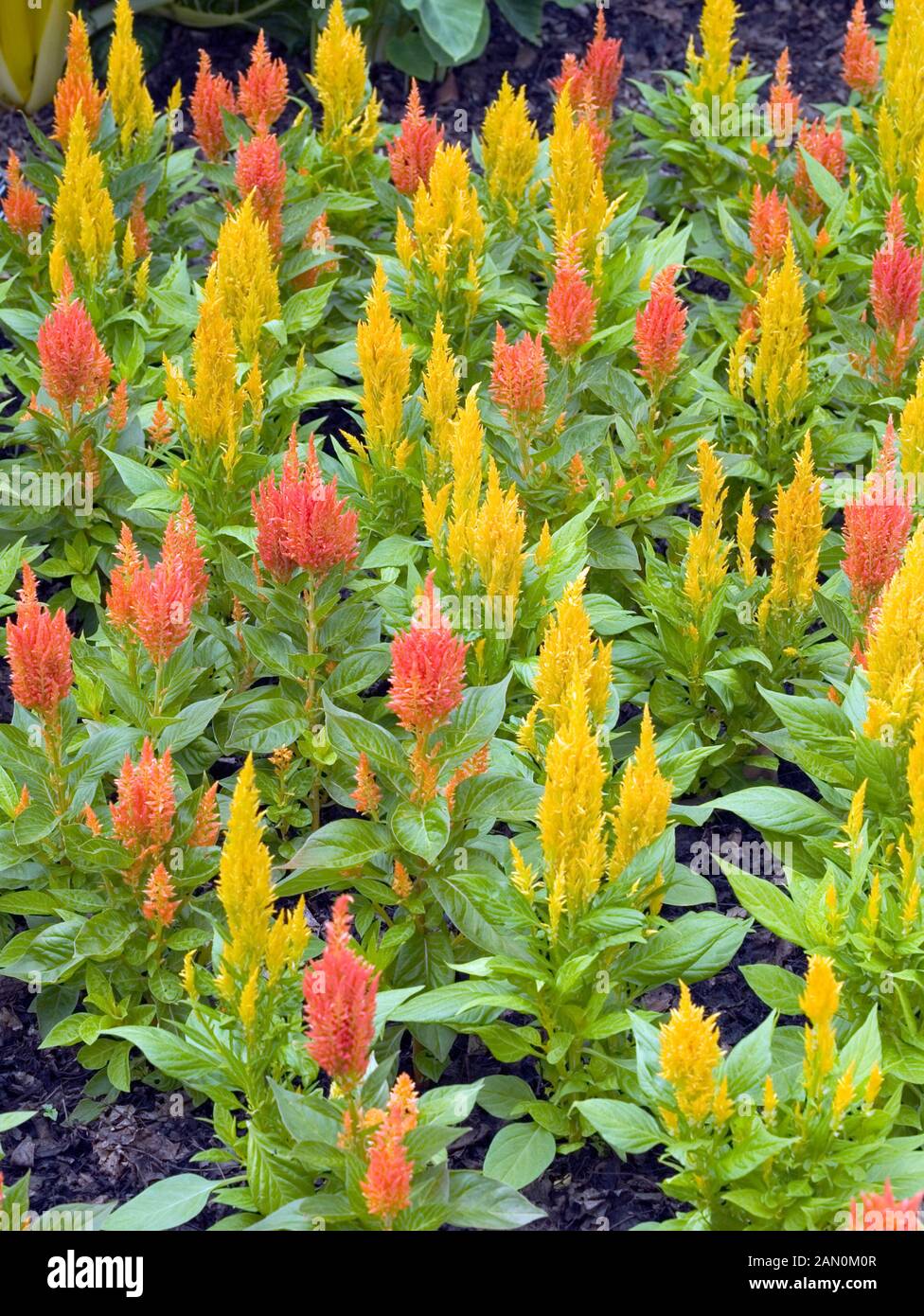 Feathery celosia hi-res stock photography and images - Alamy
