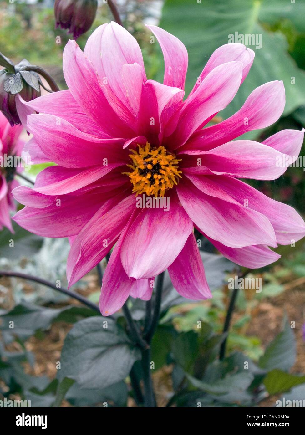 Dahlia with dark purple foliage hi-res stock photography and images - Alamy