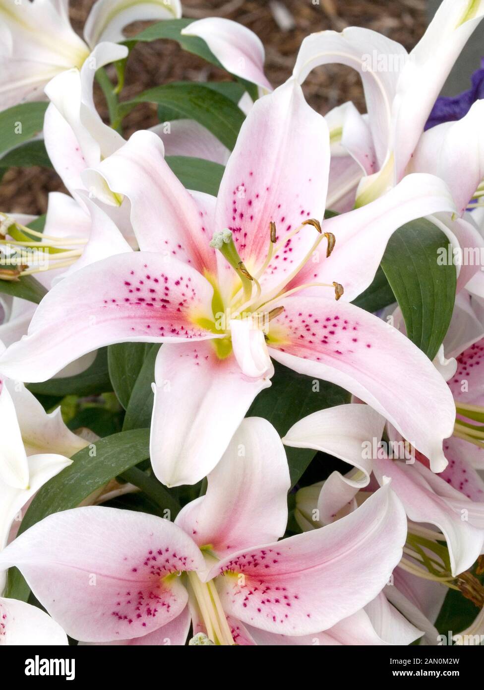 LILIUM ''MONA LISA'' Stock Photo