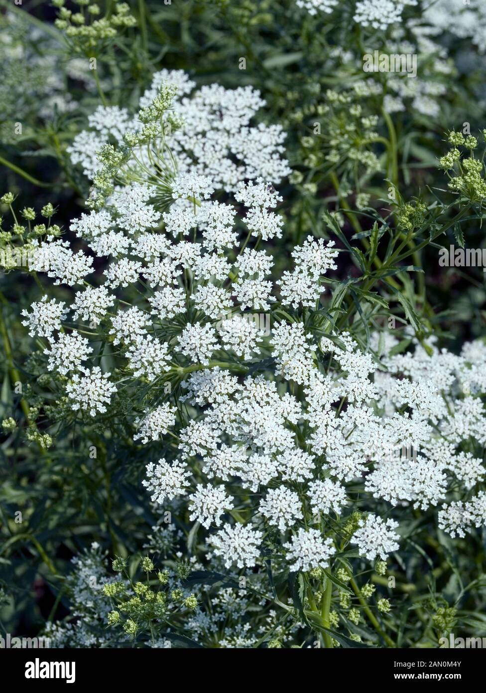 AMMI MAJUS GRACELAND Stock Photo