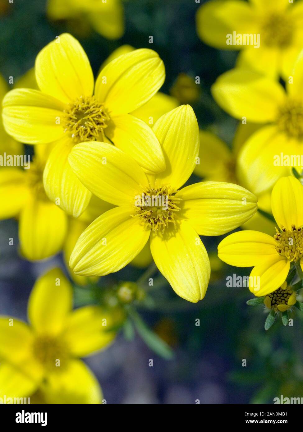 BIDENS FERULIFOLIA GOLDEN STAR Stock Photo Alamy
