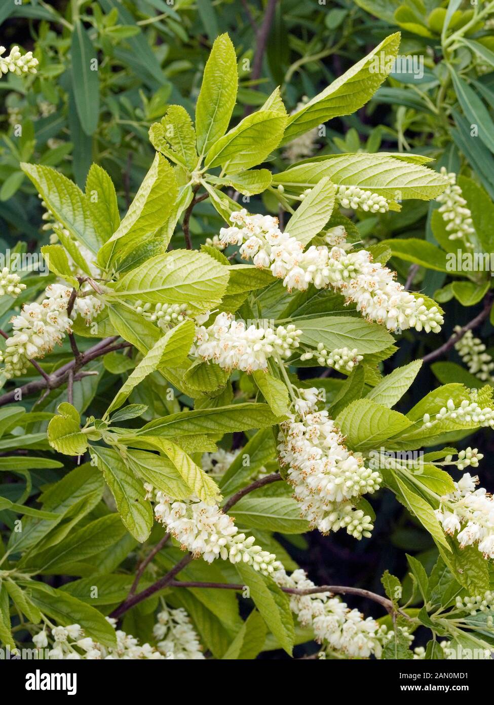 CLETHRA ALNIFOLIA Stock Photo