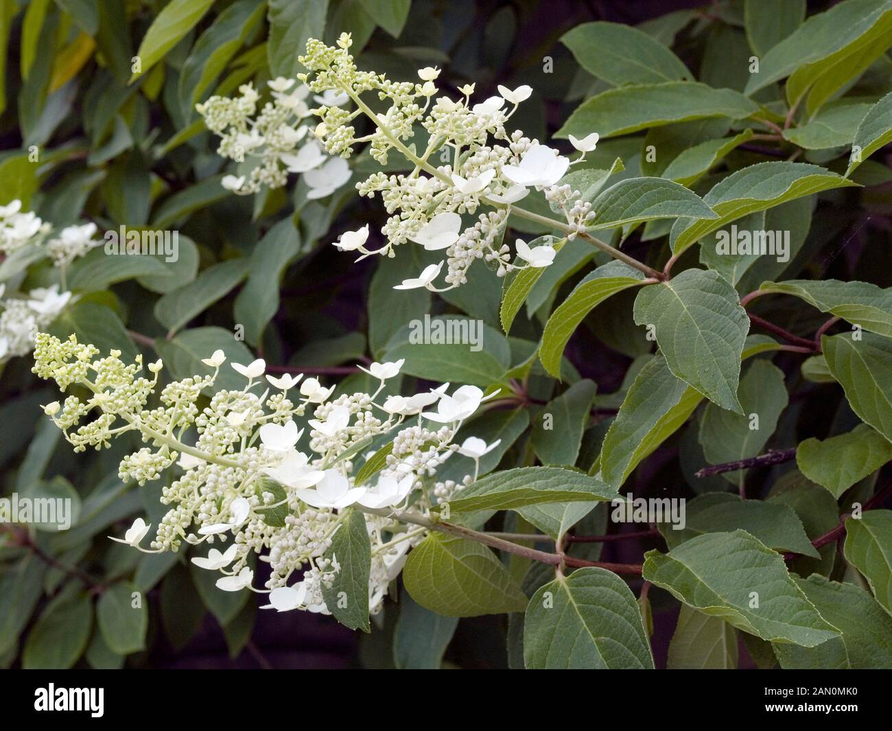 HYDRANGEA PANICULATA FLORIBUNDA Stock Photo - Alamy