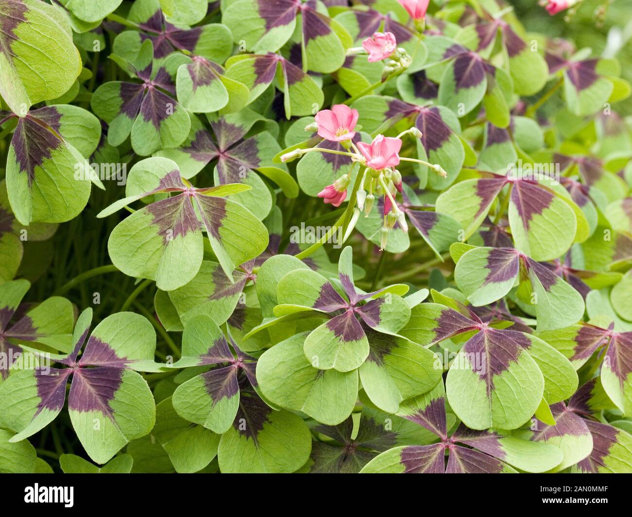 OXALIS TETRAPHYLLA IRON CROSS Stock Photo Alamy