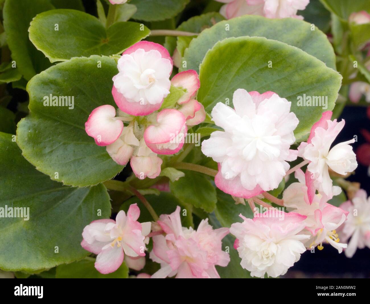 BEGONIA GUM DROP CHERRY BLOSSOM Stock Photo - Alamy