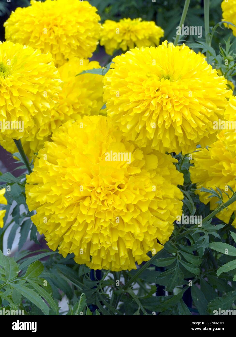 Tagetes erecta sovereign hi-res stock photography and images - Alamy