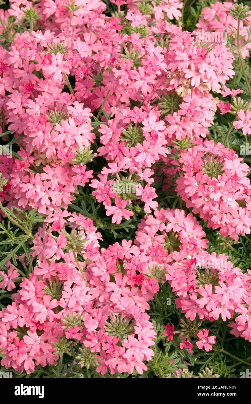 VERBENA TAPIEN SALMON Stock Photo Alamy