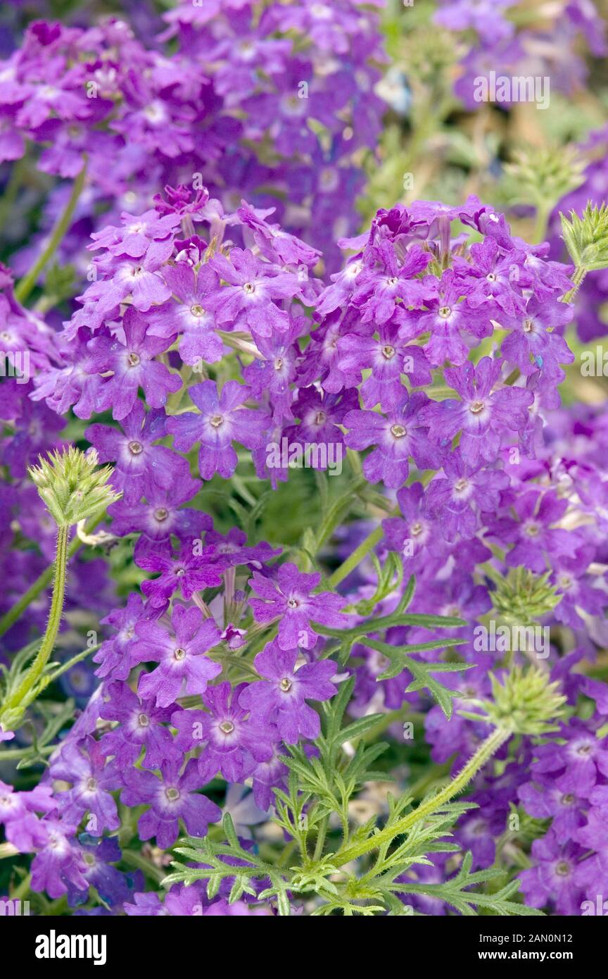VERBENA TAPIEN BLUE VIOLET Stock Photo - Alamy