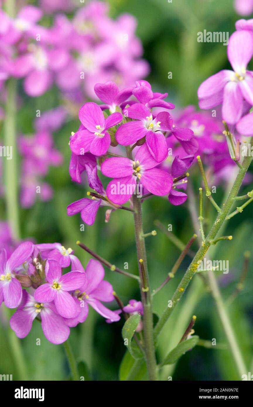 ARABIS BLEPHAROPHYLLA ROSE DELIGHT Stock Photo