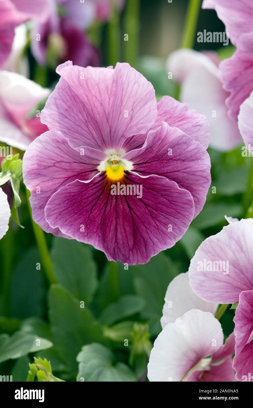 VIOLA WITTROCKIANA NATURE FROSTY ROSE Stock Photo Alamy
