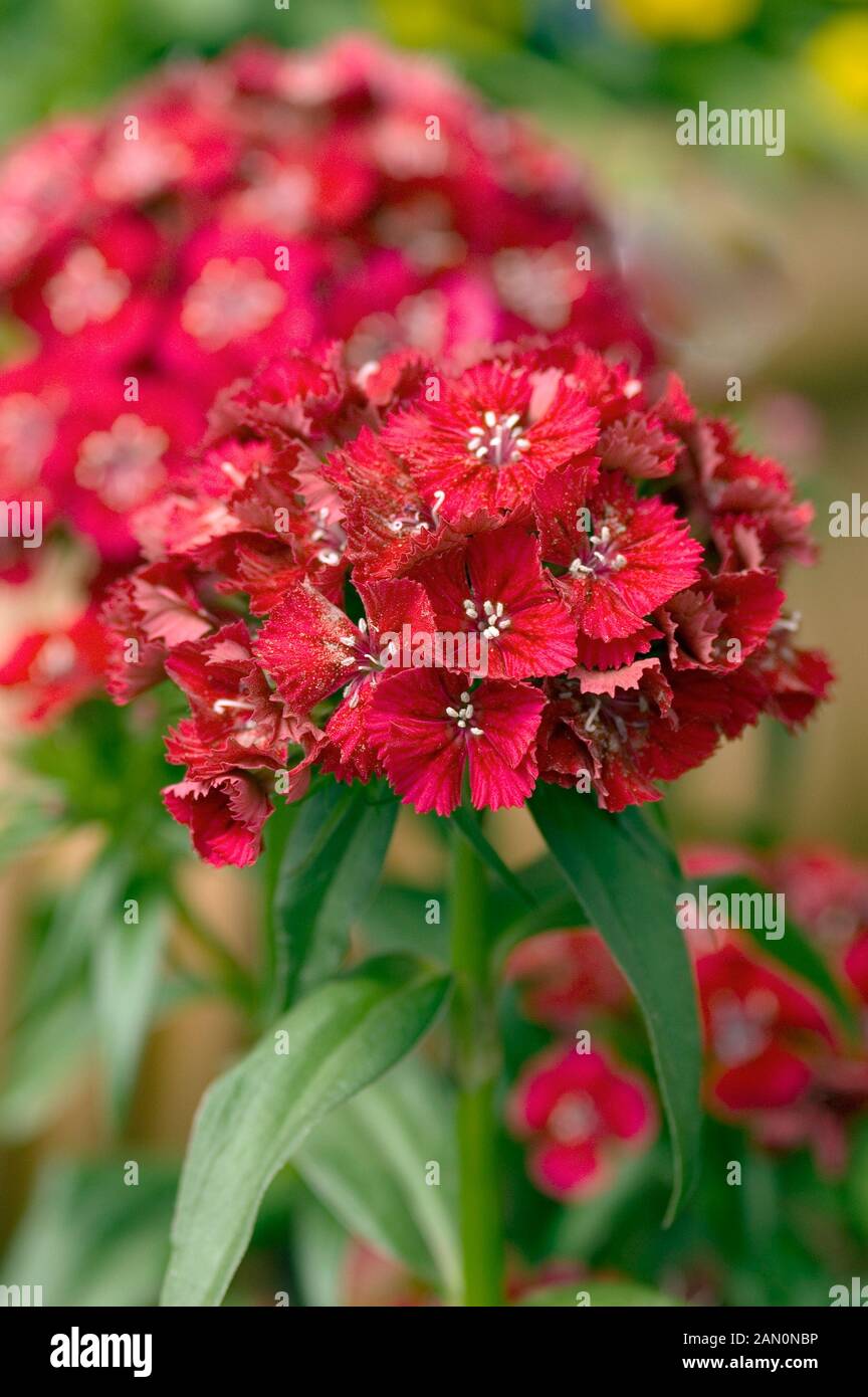 DIANTHUS CHINENSIS SWEET RED Stock Photo