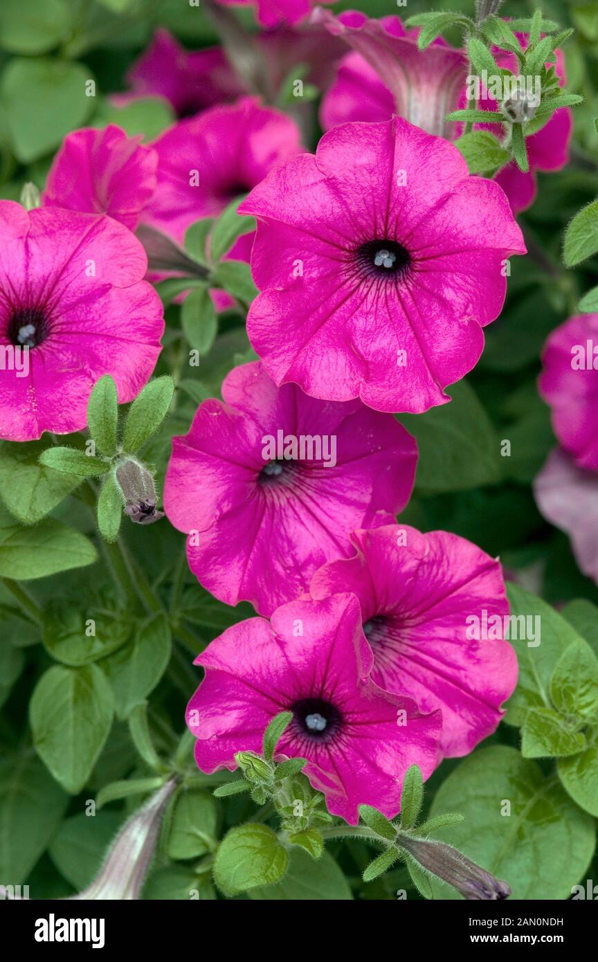 PETUNIA TIDAL WAVE PURPLE Stock Photo Alamy