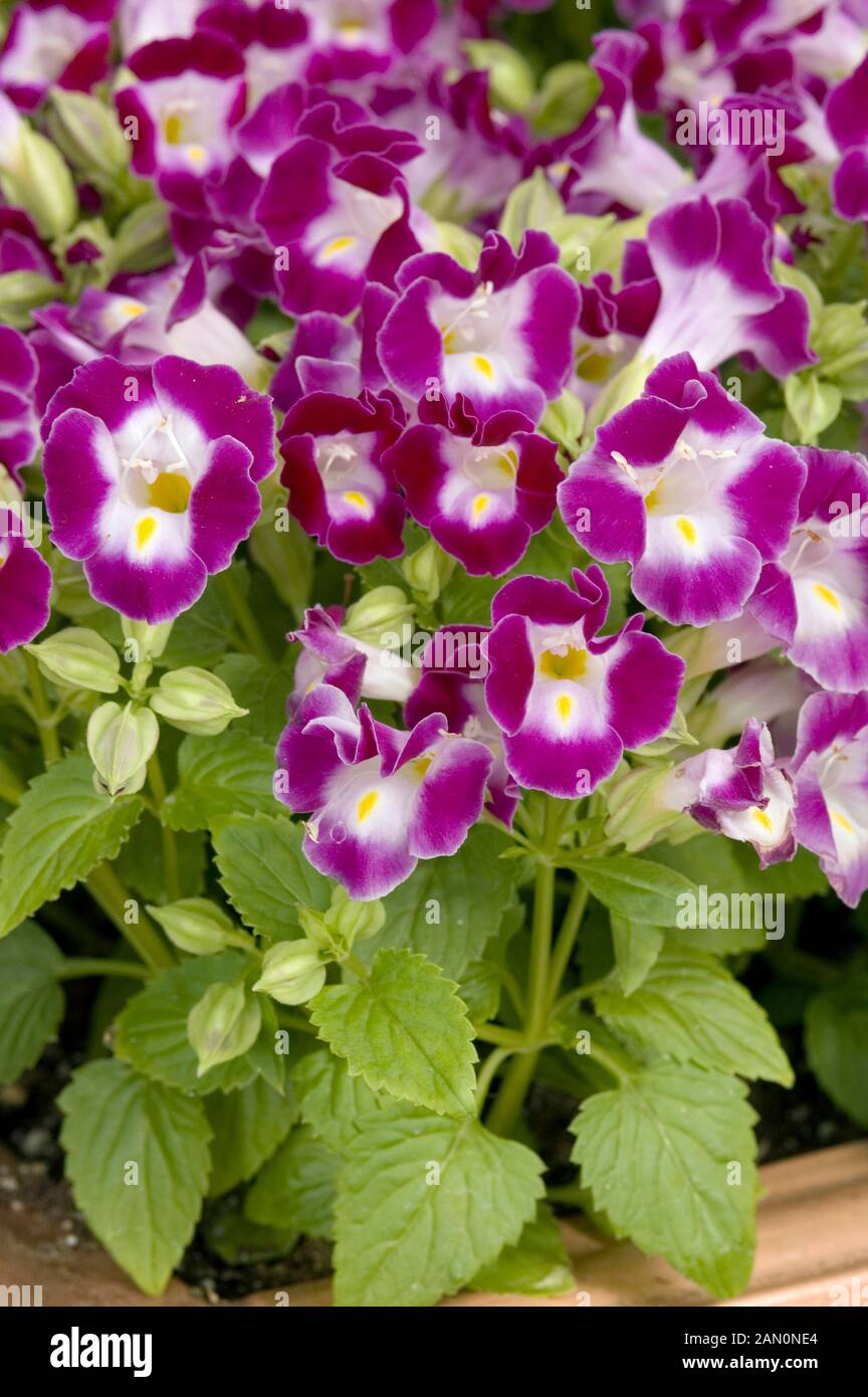 TORENIA FOURNIERI CLOWN BURGUNDY Stock Photo Alamy