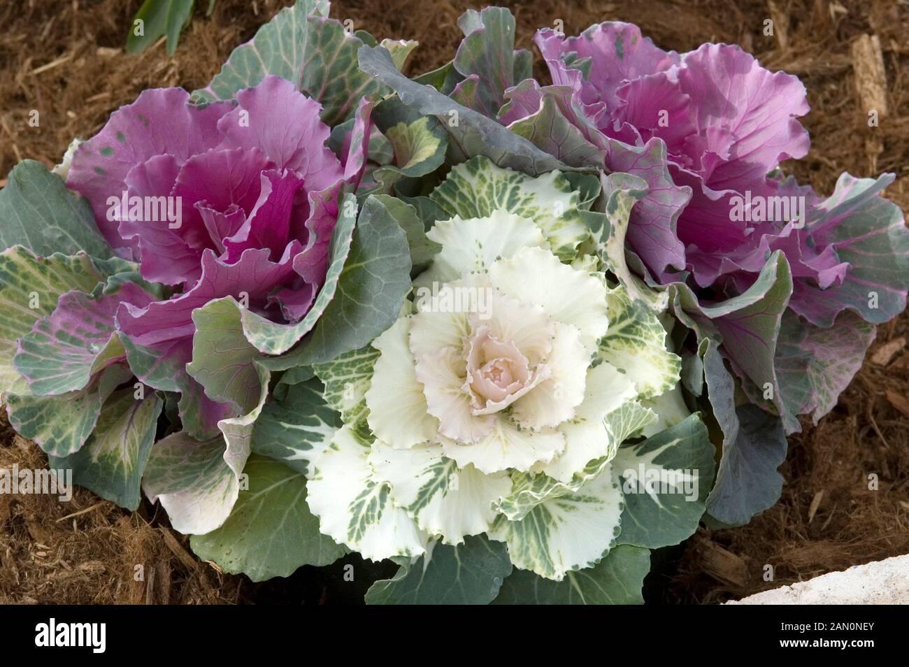 BRASSICA OLERACEA OSAKA MIX FLOWERING CABBAGE Stock Photo Alamy