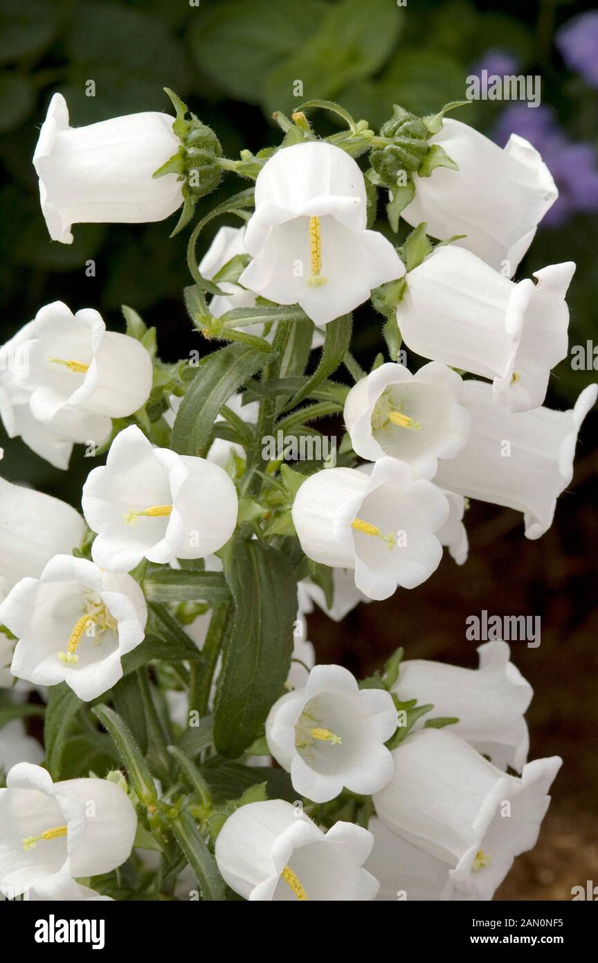 CAMPANULA MEDIUM CHAMPION WHITE Stock Photo - Alamy