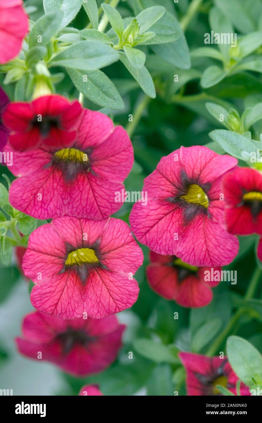 Calibrachoa Hula Hot Pink