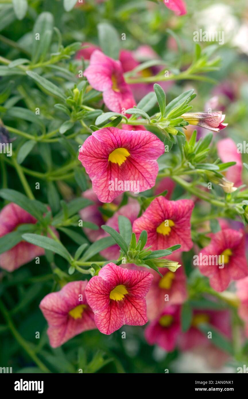 CALIBRACHOA HYBRID CAT'S EYE ROSE Stock Photo Alamy