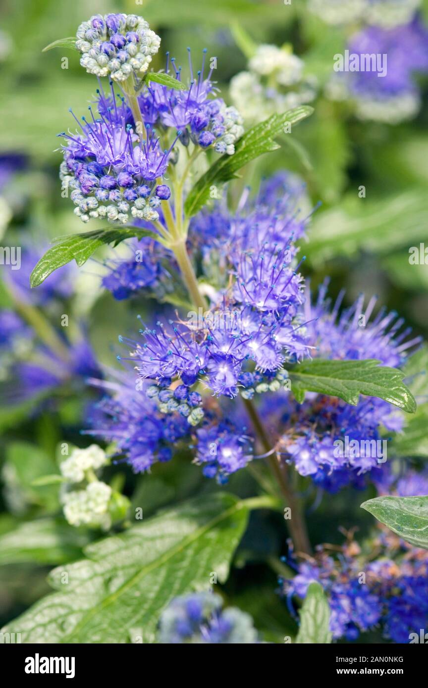 CARYOPTERIS X CLANDONENSIS GRAND BLEU Stock Photo Alamy