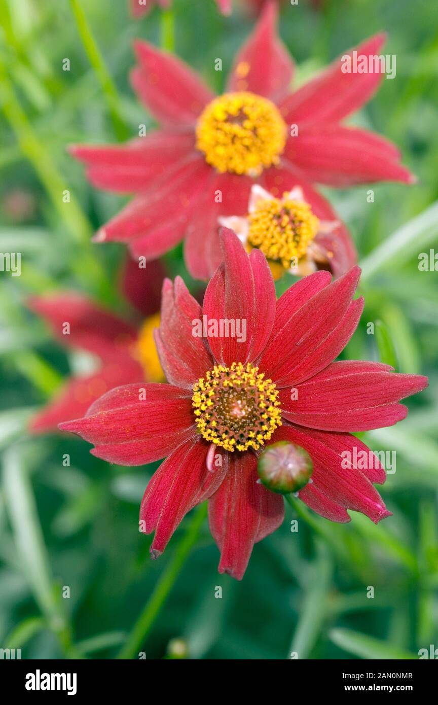 COREOPSIS LIMEROCK RUBY Stock Photo - Alamy