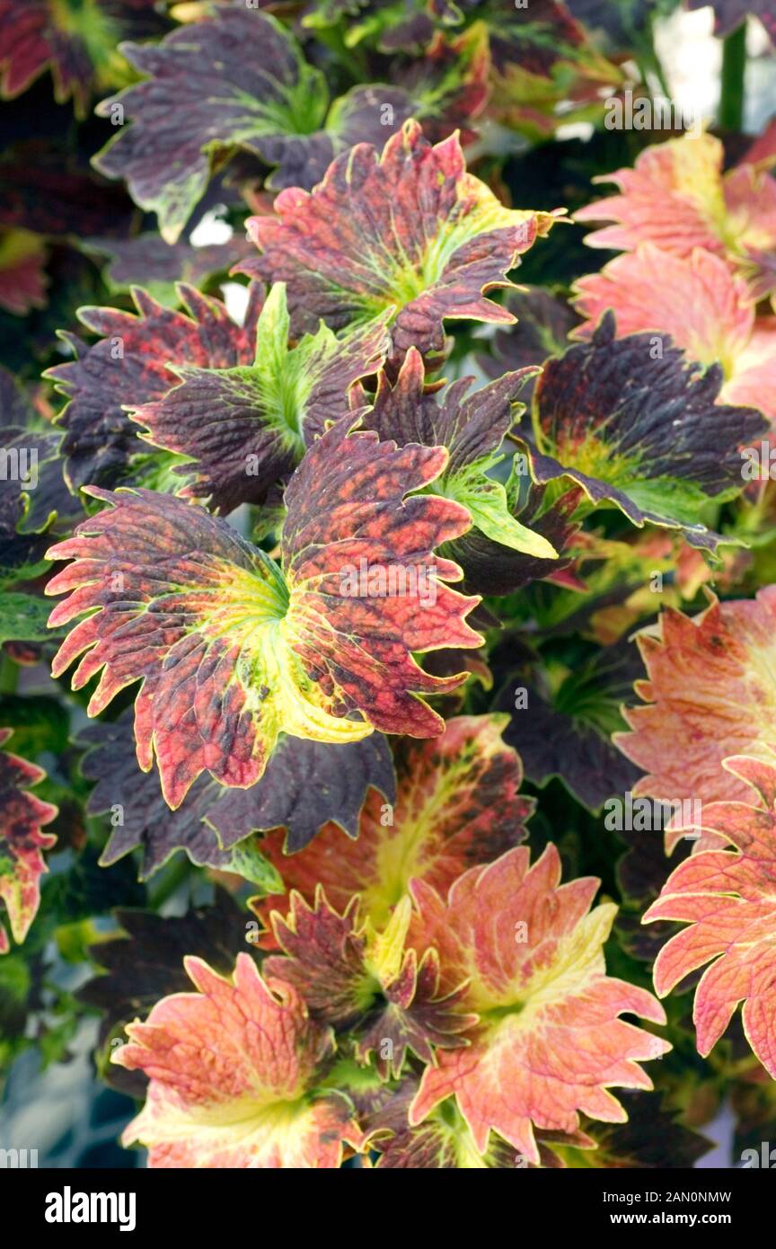 COLEUS TILT A WHIRL Stock Photo - Alamy