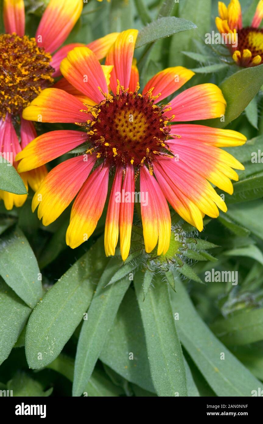 Gaillardia bijou hi res stock photography and images Alamy