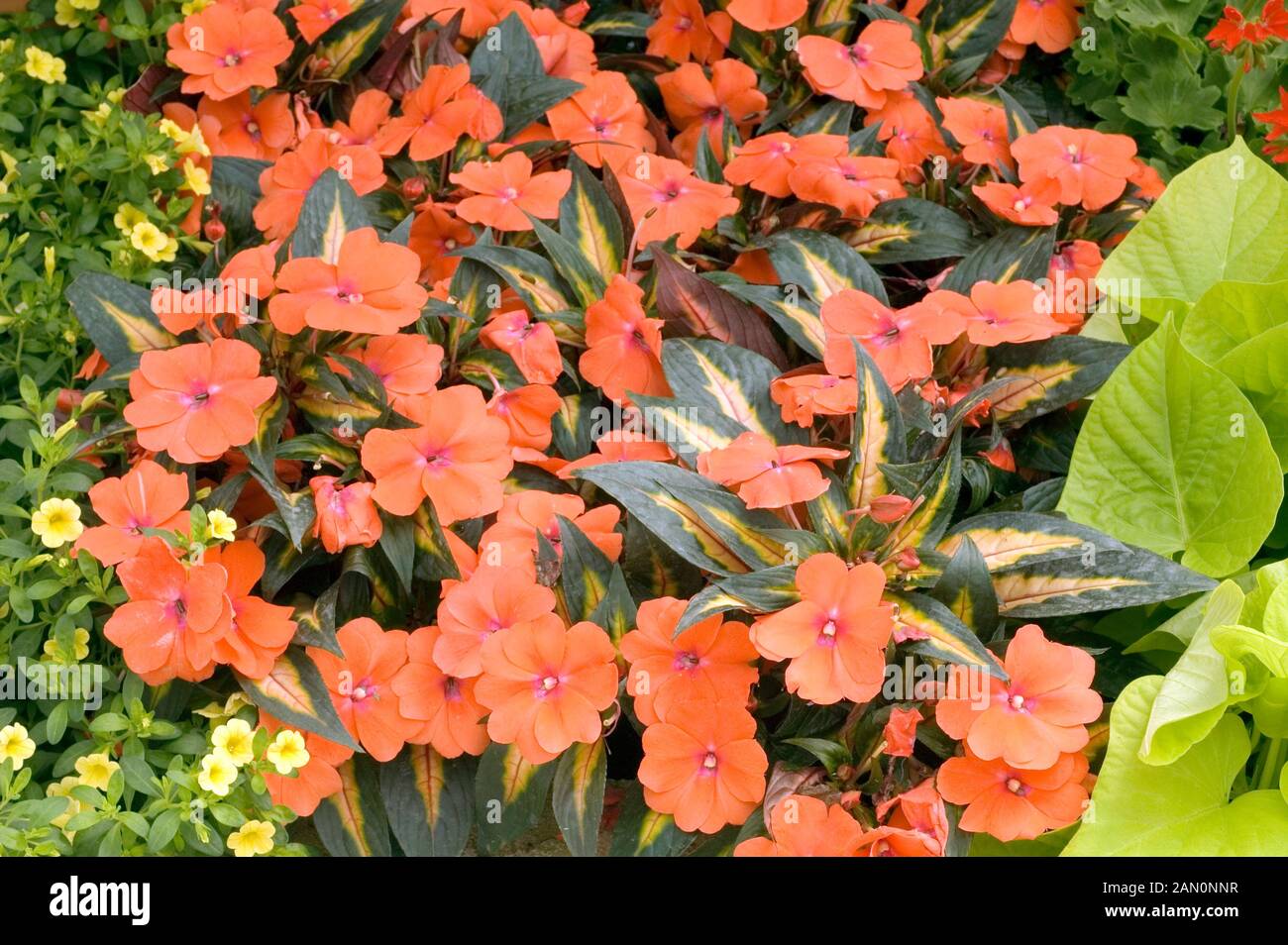 New guinea impatiens impatiens hires stock photography and images Alamy