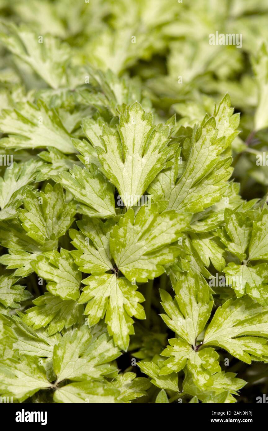 RANUNCULUS REPENS BUTTERED POPCORN Stock Photo Alamy