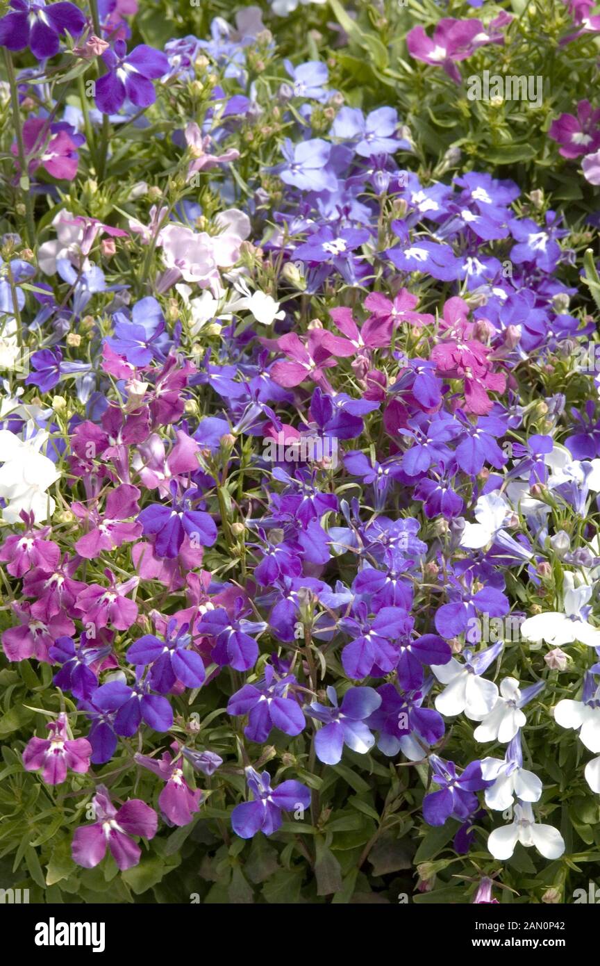 LOBELIA ERINUS RIVIERA MIX Stock Photo Alamy