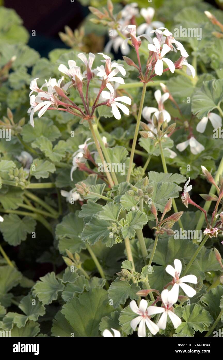 PELARGONIUM FRAGRANS (NUTMEG GERANIUM Stock Photo Alamy