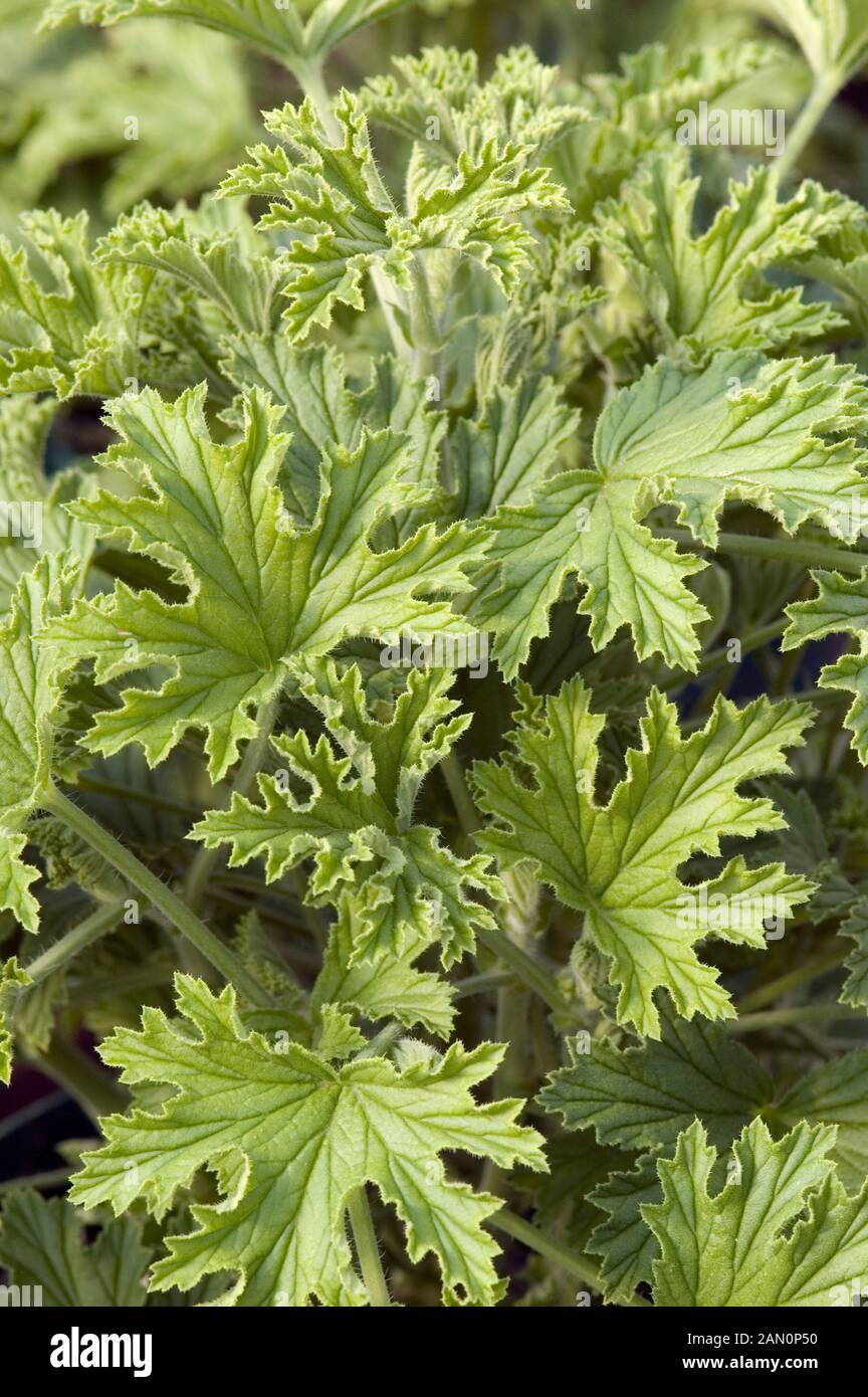 Pelargonium citronella deals