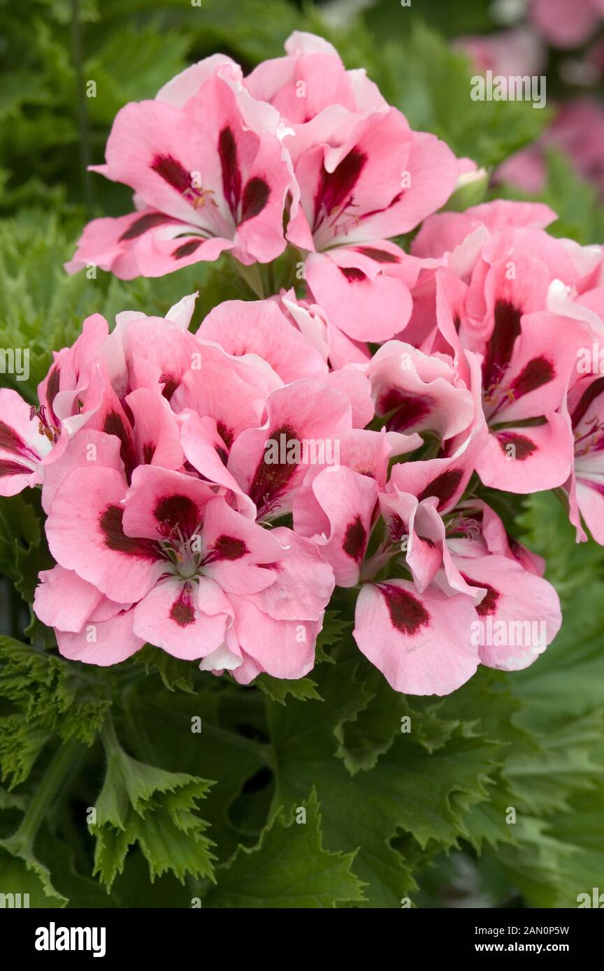 PELARGONIUM REGAL SOLSTICE MID SALMON Stock Photo Alamy