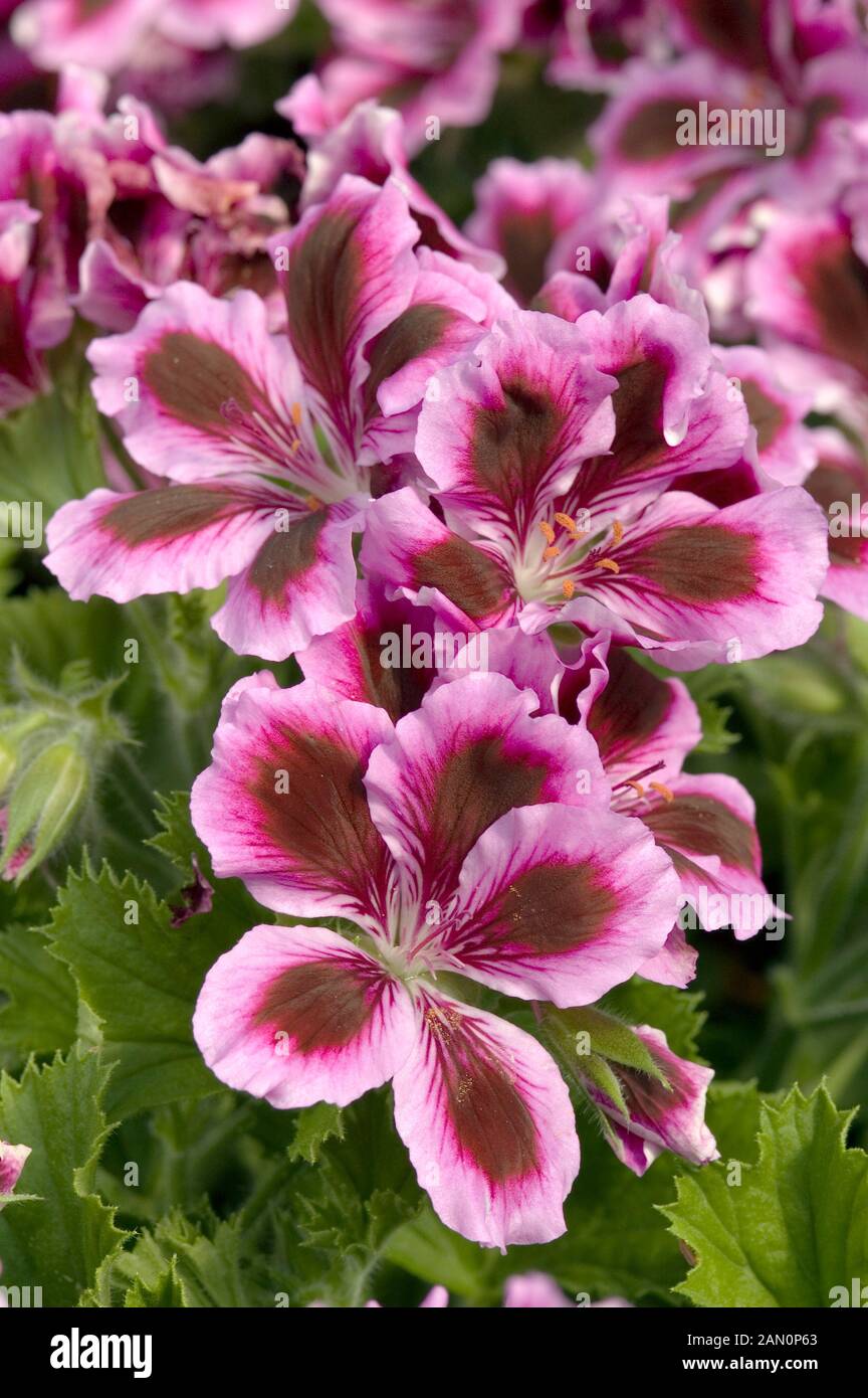 PELARGONIUM REGAL ELEGANCE IMPERIAL Stock Photo Alamy