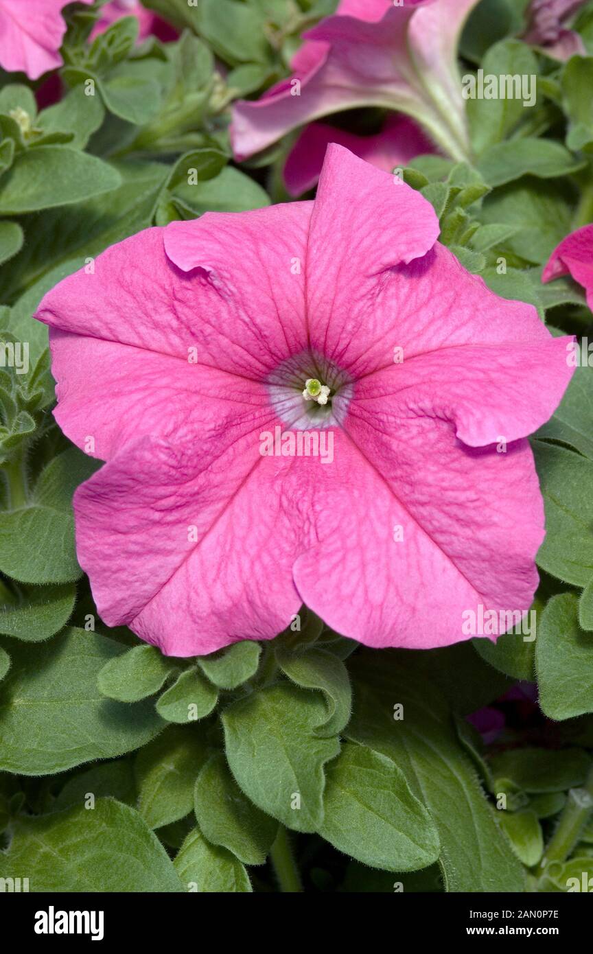 Prism pink hi-res stock photography and images - Alamy