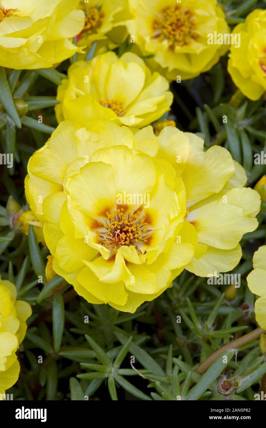 PORTULACA GRANDIFLORA SUNDIAL YELLOW Stock Photo Alamy