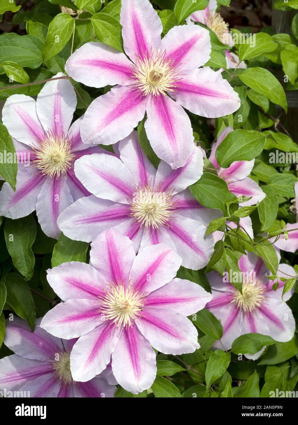 CLEMATIS BEE''S JUBILEE Stock Photo - Alamy