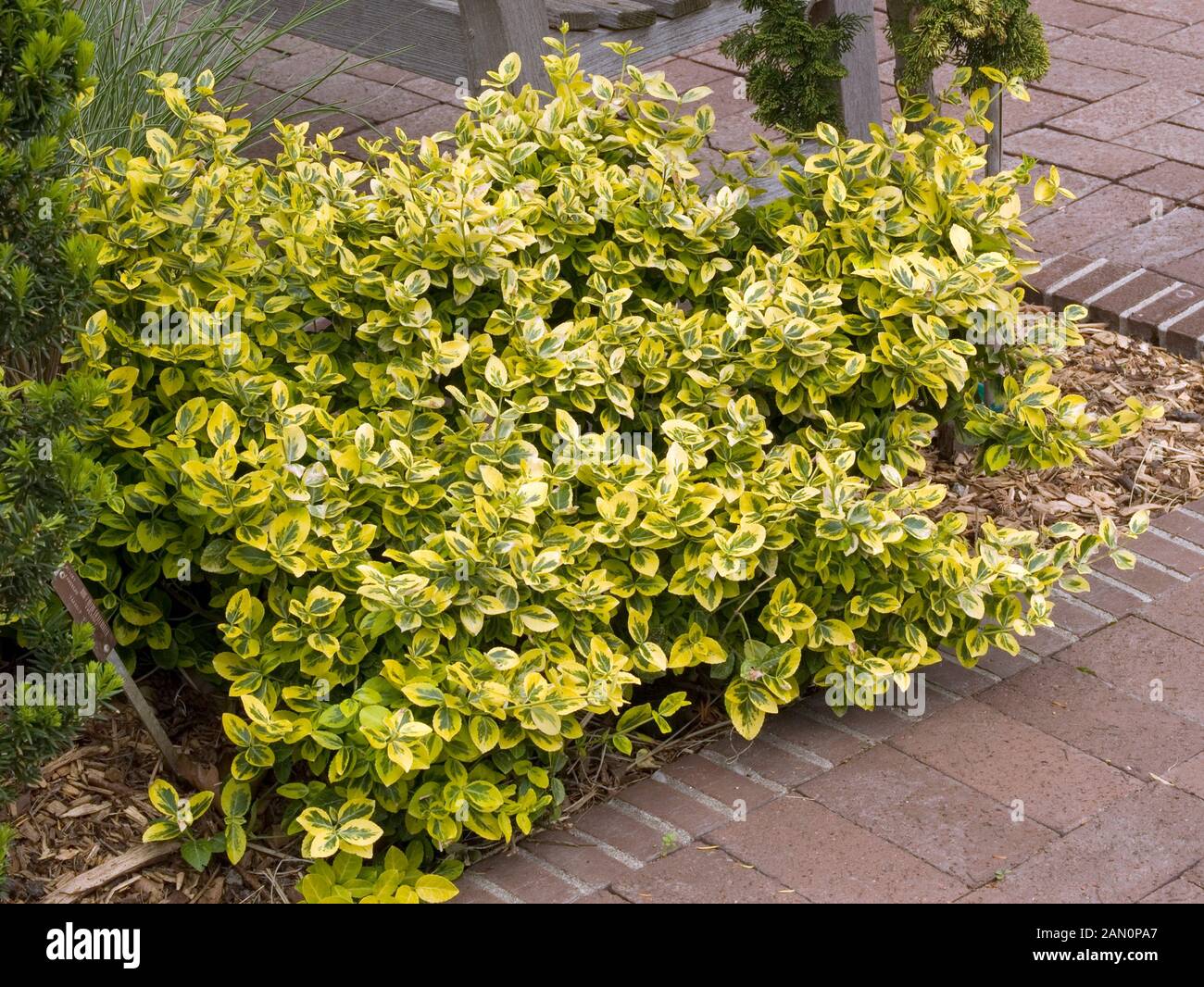 EUONYMUS FORTUNEI EMERALD ''N GOLD Stock Photo