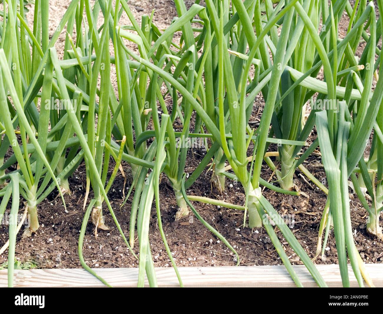 ONIONS GROWING IN RAISED BED Stock Photo Alamy