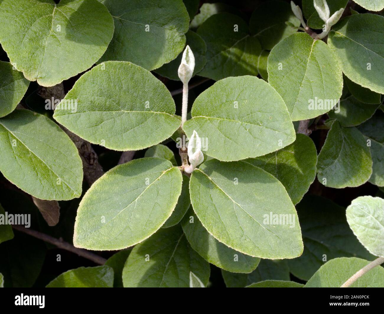 VIBURNUM CARLESII LEAF Stock Photo Alamy