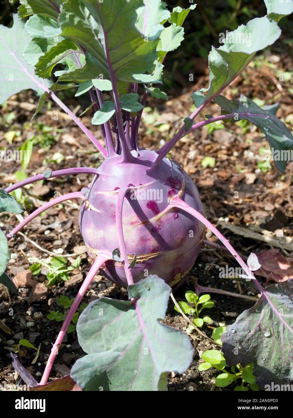 BRASSICA OLERACEA KOHL RABI PURPLE Stock Photo