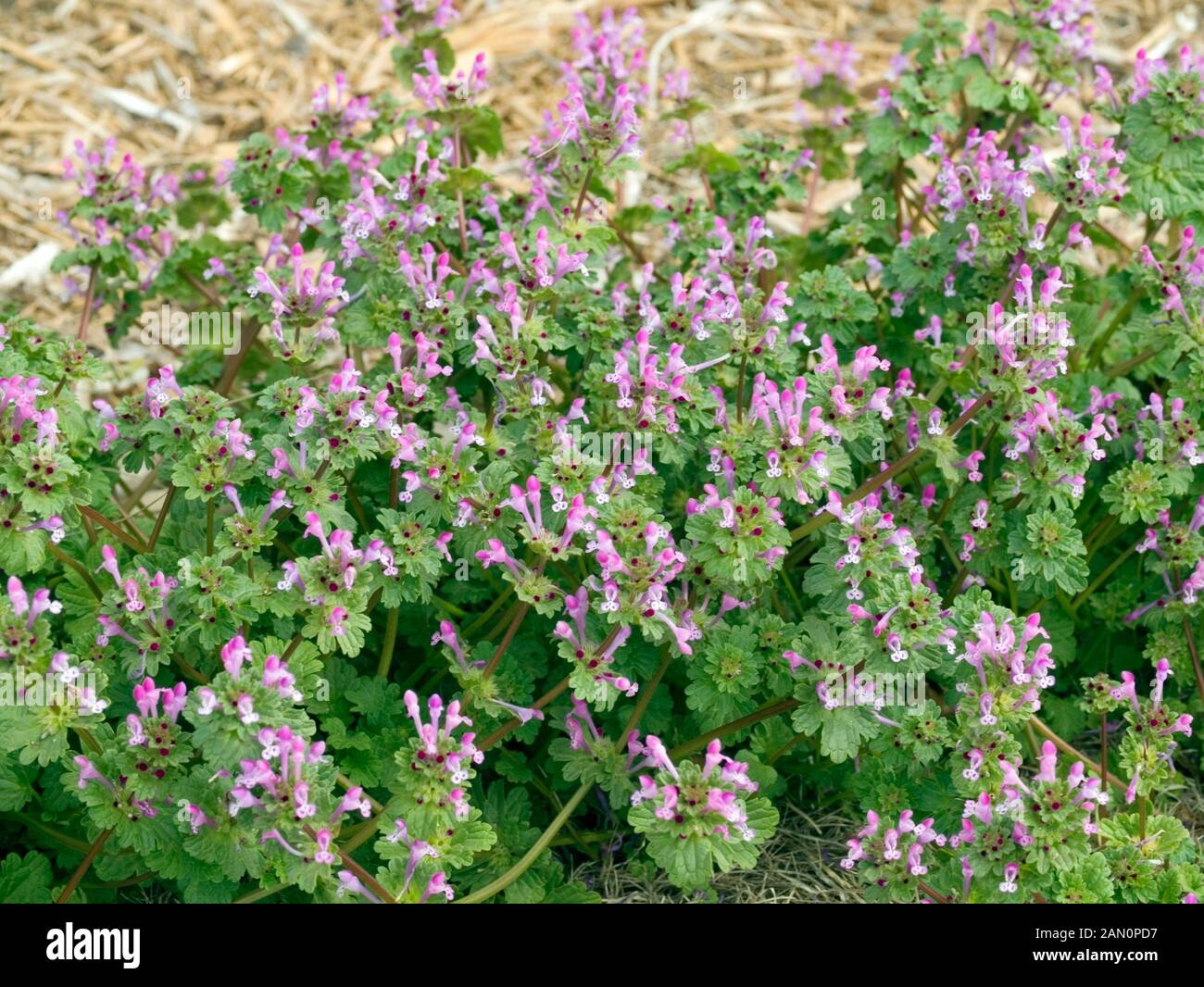 WEED IN LAWN HENBIT Stock Photo - Alamy