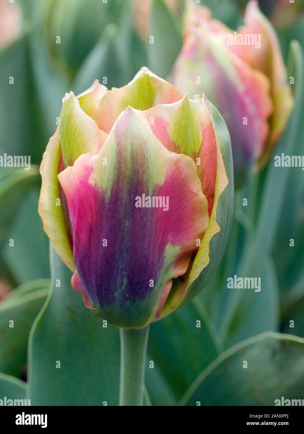 Tulipa Artist High Resolution Stock Photography And Images Alamy