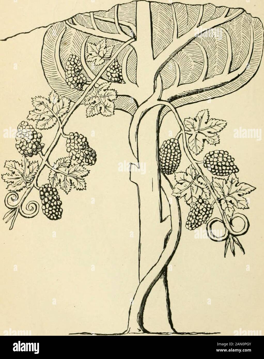 The seven great monarchies of the ancient eastern world: or, The history, geography and antiquities of Chaldæa, Assyria, Babylon, Media, Persia, Parthia, and Sassanian or New Persian empire . Assyrian goat and sheep (Koyunjik). Fig. 2.. Vine trained on a lir (?), from the North Palace, Koyunjik. CH. VII.] WAR-CHARIOTS. 243 horses. They seem to have had but a single pole.i Wherethree horses were used, one must therefore have been attachedmerely by a rope or thong, like the side horses of the Greeks,and can scarcely have been of much service for drawing the ve-hicle. He seems rightly regarded as Stock Photo
