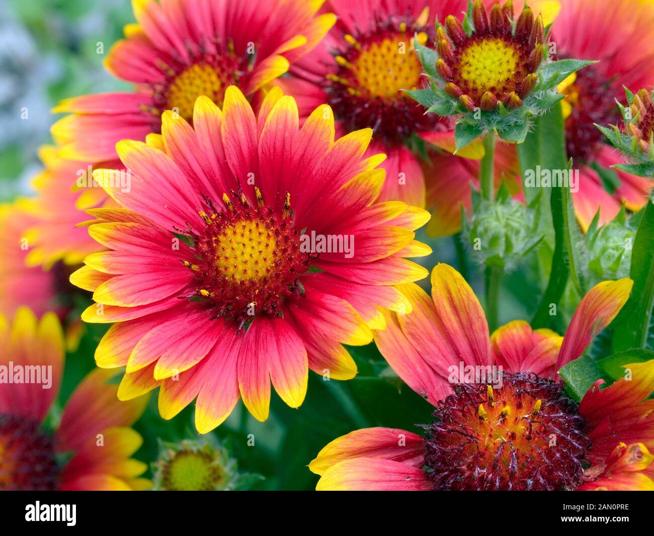GAILLARDIA ARIZONA SUN Stock Photo Alamy