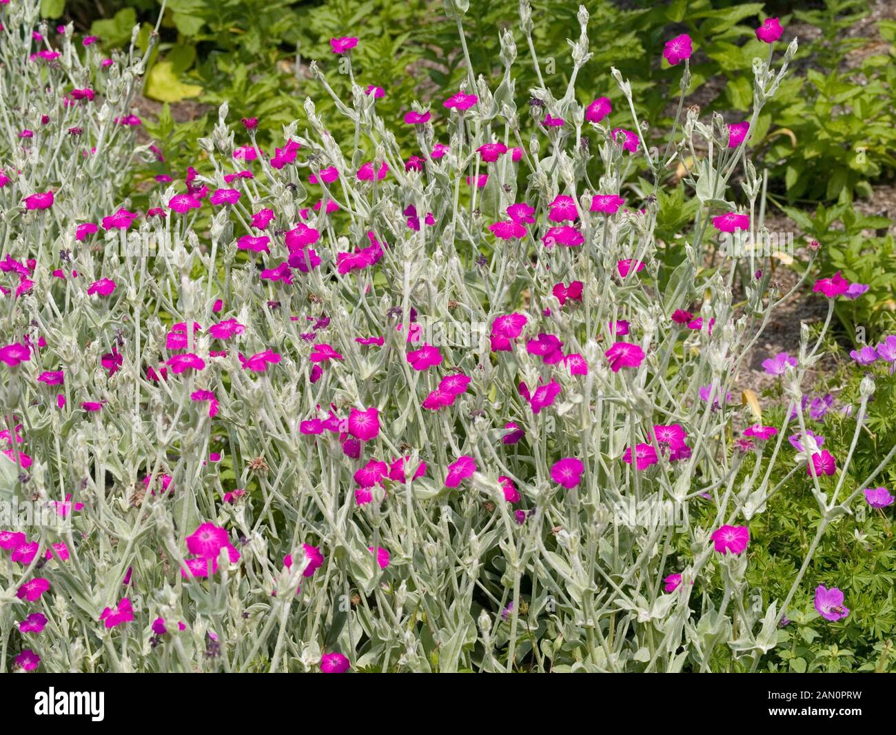 Lychnis coronaria hi-res stock photography and images - Page 2 - Alamy
