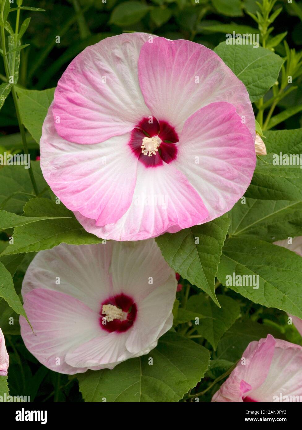 Hibiscus moscheutos Luna™ 'Pink Swirl' - Hibiscus des marais main image 0
