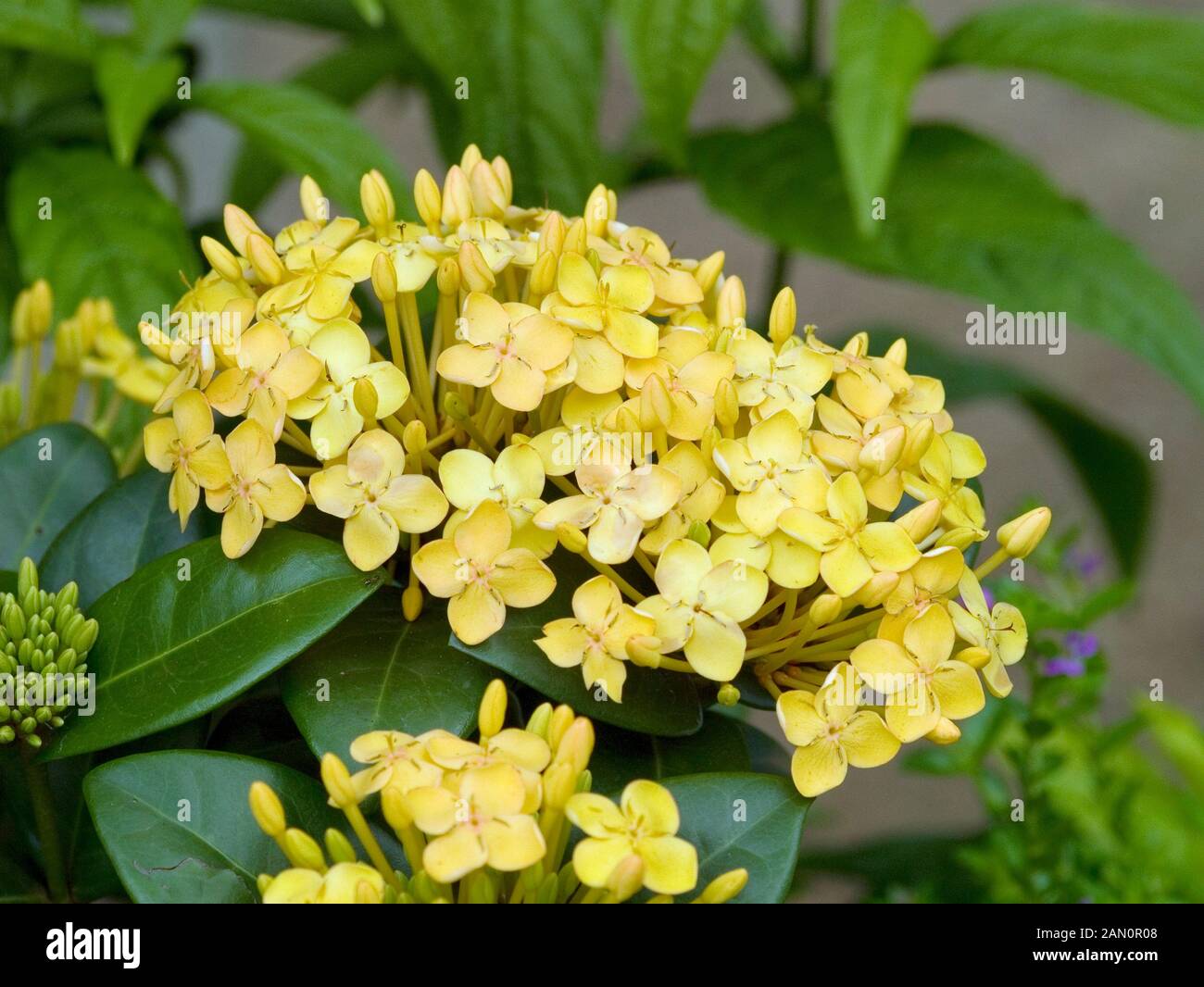 IXORA COCCINEA YELLOW Stock Photo