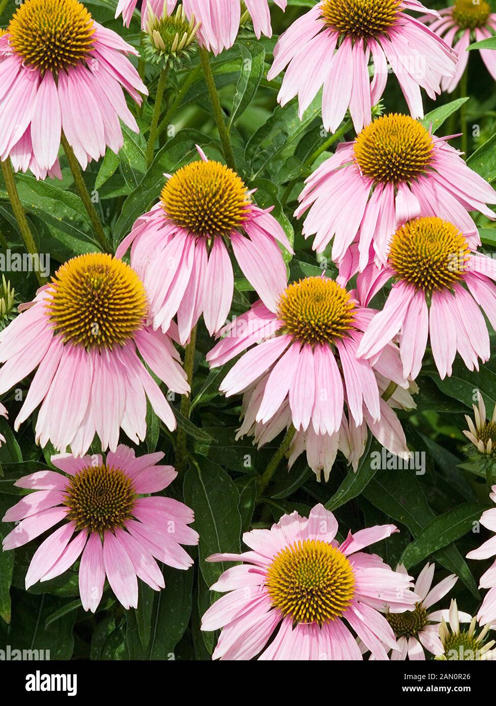 ECHINACEA PURPUREA 'KIM'S KNEE HIGH' (PURPLE CONEFLOWER 'KIM'S KNEE