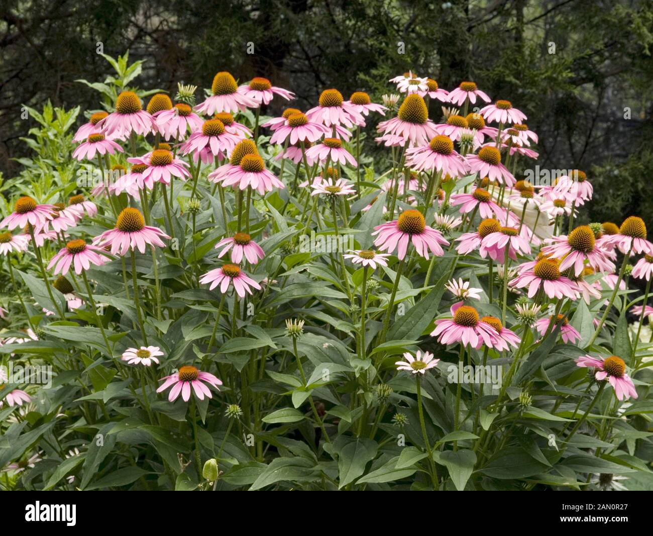 Mop head hires stock photography and images Alamy