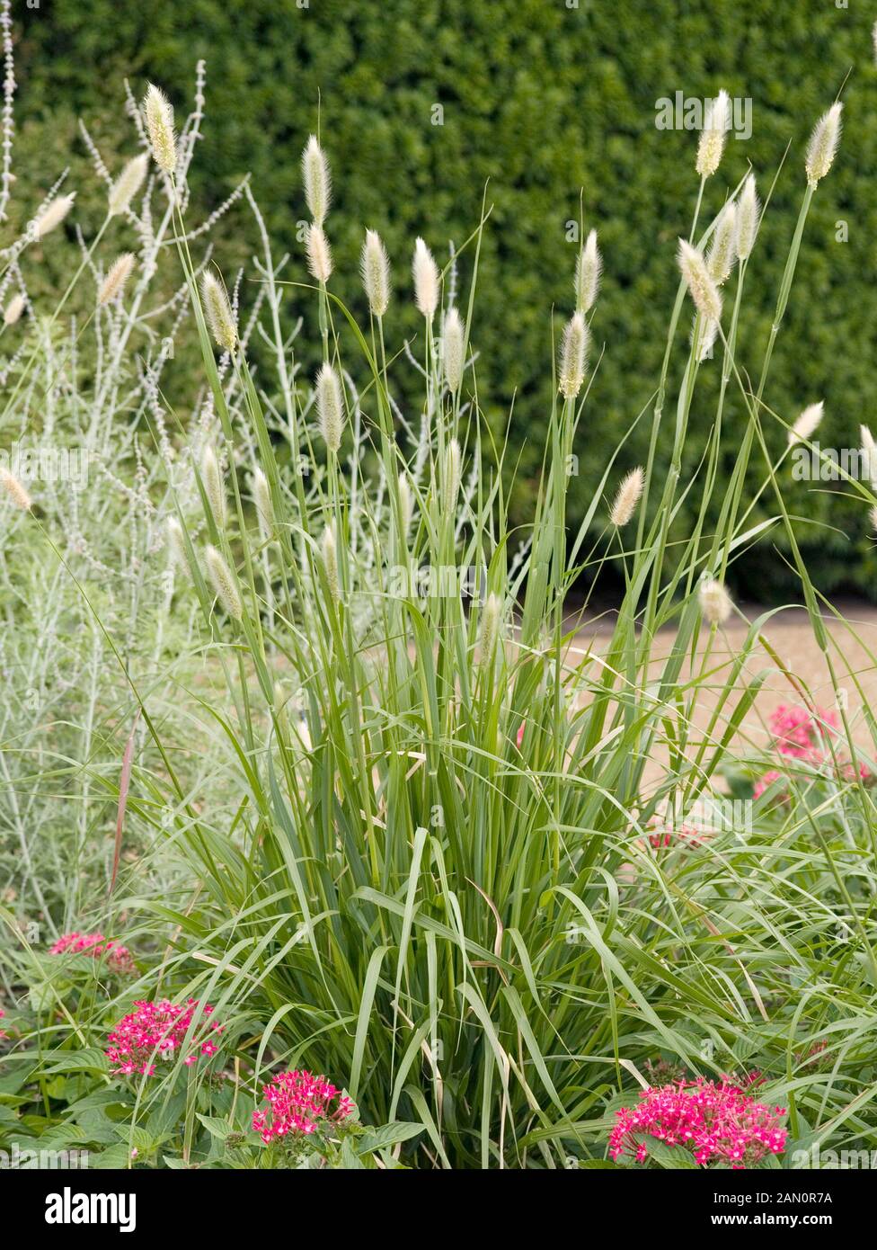 PENNISETUM MESSIACUM RED BUNNY TAILS Stock Photo Alamy